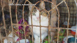 115 Cats Rescued From Hoarding Situation [upl. by Narton290]