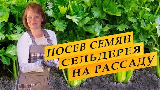 Посев семян сельдерея на рассаду [upl. by Tran]