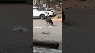 Kochi Hai Kochi hai shorts viralvideo dog food trending [upl. by Alakam]