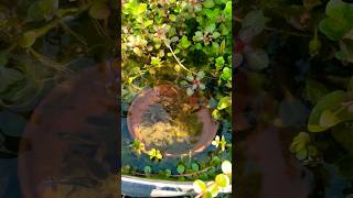 GUPPY FISH BREEDING POND [upl. by Annoled]