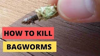 How to kill bagworms Bugs Part 2 [upl. by Boggs873]