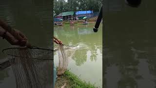 Amazing Fishing catching Bighead carp 8Kg competitionFish VillageFishing Video BigFish [upl. by Haikezeh72]