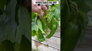 Pepper Plants are STILL growing peppers in mid Nov  Zone 8A GA  Steffanie’s Journey [upl. by Nwadrebma]