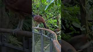 大寶冠鳥Great Curassow與棉頭絹猴Cottonheaded TamarinTaipei Zoo [upl. by Phelps]