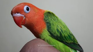 50 Days Old Lovebird Chick  Green Opaline [upl. by Atinna]