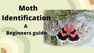 Beginners guide to Moth Identification and Anatomy [upl. by Mot]