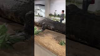 Captured Largest Crocodile Ever Recorded [upl. by Willamina]