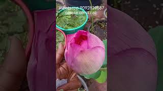 New varieties floweredlotus garden flower plants lotusgarden trending viralvideo shorts [upl. by Berna]