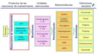 Metabolismo microbiano 02 Introducción Metabolismo central [upl. by Larok]