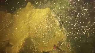 Annual Coral Spawning Witnessed at Anse Chastanet [upl. by Alane]