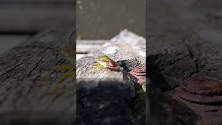 Shield bug on a bridge Sankey canal [upl. by Namyac976]