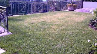 Lawn Grubs Australia Army Grub Army Grub Control Army Worms Australia Army Worms In Lawn [upl. by Yelahc]