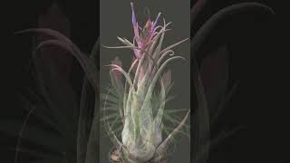 The miracle of air plants [upl. by Karame]