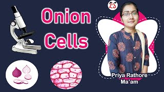 पूरा Zoom करके🧐  Onion Cell  Biology Practical by Microscope [upl. by Cornelius739]