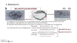 Embriología animal [upl. by Leibrag]