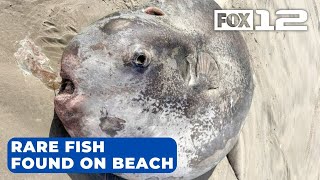 Rare hoodwinker sunfish found on Oregon beach [upl. by Ahsoym]