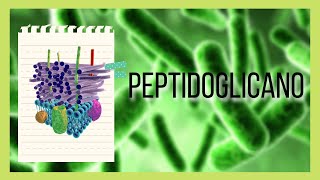 ¿QUÉ ES Y CUÁL ES LA FUNCION DEL PEPTIDOGLICANO [upl. by Holly-Anne]