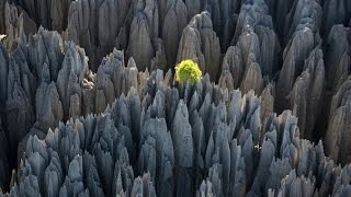 Tsingy de Bemaraha Stone Forest Madagascar  каменный лес ЦинжидюБемараха Мадагаскар [upl. by Issej]