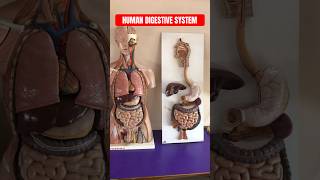 HUMAN DIGESTIVE SYSTEMMouth to Anus  इन्सान की आहार नली कैसी होती है । पाचन तंत्र viral shorts [upl. by Frances]