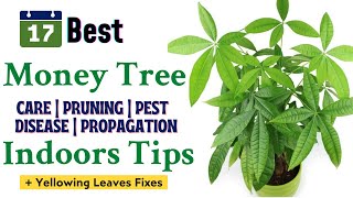 17 Money Tree Care Indoor Tips For Yellow Leaves  How To Prune A Money Tree Plant PachiraAquatica [upl. by Airel]