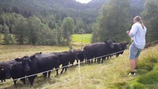 Tenor Vladimir Dmitruk sings opera for wild cows [upl. by Kendyl600]