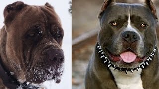 American Bandogge vs Pitbull [upl. by Psyche102]