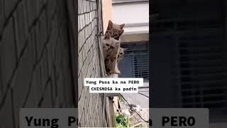 Chismosang pusa highlights funny goodvibes everyone [upl. by Ceevah]