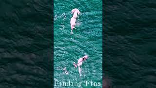 FINDING FINS dolphins whales findingfins awesome [upl. by Moraj575]