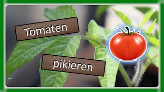 Tomaten pikieren und umtopfen  so macht man es richtig [upl. by Dlared]