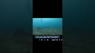 Can you find the Flounder pugetsound fishing underwaterwildlife goprounderwater nature pnw [upl. by Hedberg]