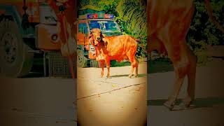 Purity of gir cow  top gir cow lover in gujarat  best gir calf  cow lovershortshortscowcows [upl. by Ahsinam97]