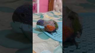 Our Lorikeet bird arabic birds petsandanimals petsvlog [upl. by Yasu157]