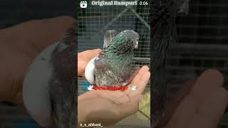 rampuri kabutar umardaraj subscribe bird shortvideo viralvideo 8824888370 [upl. by Deery528]