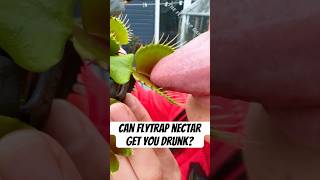 Can Flytrap Nectar Make You Drunk [upl. by Cyrill]