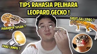 YAKIN MAU PELIHARA LEOPARD GECKO  NONTON INI SEBELUM BELI [upl. by Adnarym]