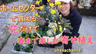 【冬の寄せ植え】ホームセンターにある花だけで🌼春まで楽しめる寄せ植え作り！Make a flower planter that you can enjoy until spring [upl. by Olsen]