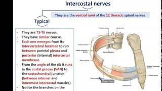 Intercostal Nerves and Vessels  Dr Ahmed farid [upl. by Thinia]