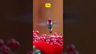 How Hummingbirds Defy Gravity The Only Birds That Fly Backward  Amazing Animal Facts shorts [upl. by Auvil204]