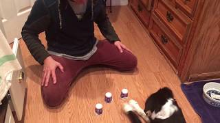 Border Collie Luna Plays The Cup Game [upl. by Mariandi]