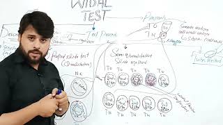 Widal Test  Widal Test Procedure  Widal Test Qualitative and Quantitative [upl. by Elna520]