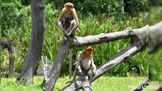 Neusapen in Borneo Maleisië [upl. by Constantine909]