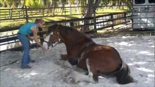 Clydesdale sits like Dog [upl. by Edholm]