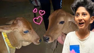 Baby Cow ki Girlfriend Le Aye😍 [upl. by Nahsar]