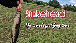 Snakehead hunting  field test of a white red eyed frof lure [upl. by Ennylyak410]