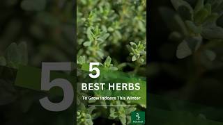 5 Best Herbs To Grow Indoors This Winter [upl. by Flori]