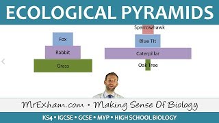 Ecology  Pyramids of Number and Biomass  GCSE Biology 91 [upl. by Osric]