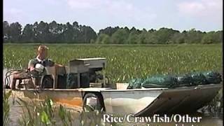 Crawfish Aquaculture in the South [upl. by Junina]