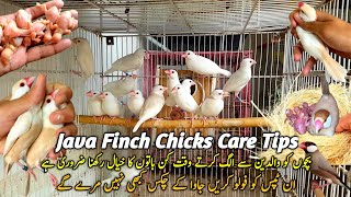 Albino Java Chicks Ko Colony Mein Shift Kar Dia  Java Sparrow Chicks Care Tips [upl. by Sacrod]