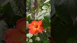 pune variate ka gudhl ki khube flowergarden oldisgoldsongs sort video [upl. by Marnia974]