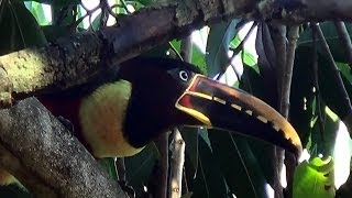 CHESTNUTEARED ARACARI sounds PTEROGLOSSUS CASTANOTIS ARAÇARICASTANHO Free birds in nature [upl. by Erwin]